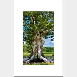 White Bark Tree Posters and Art